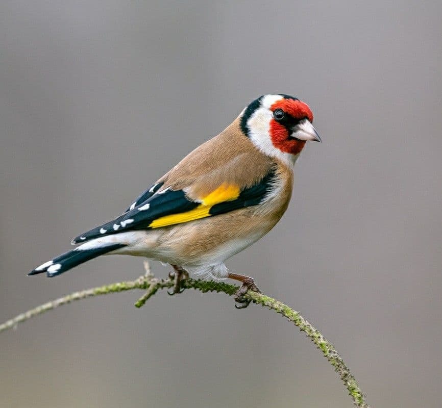 Sortie observation des oiseaux